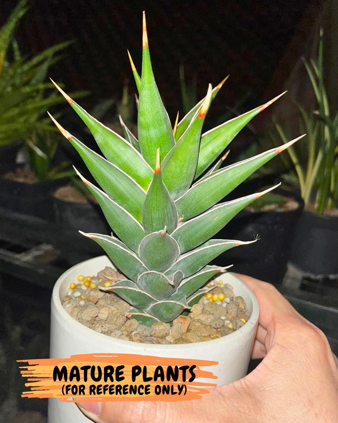 Sansevieria Pinguicula NaNa (#Ba79) | Imported Snake Plant