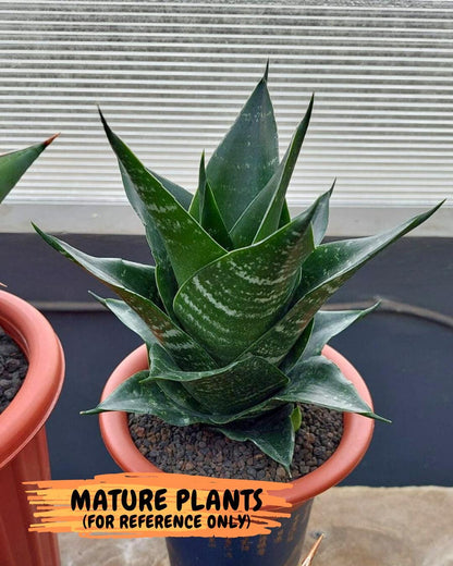 Sansevieria Adikara (#Ba88) | Imported Snake Plant