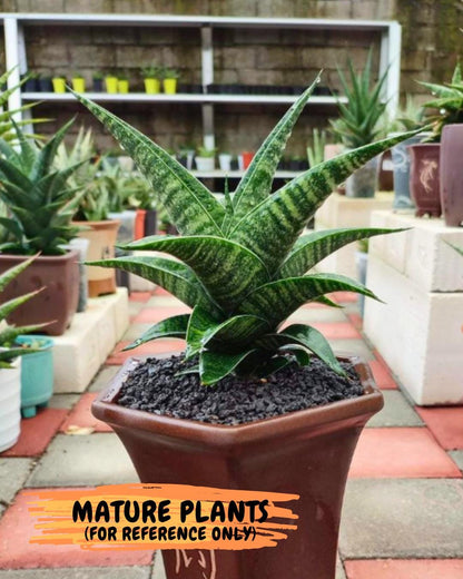 Sansevieria Black Hawk x Ariela (#Ba104) | Rare Snake Plant