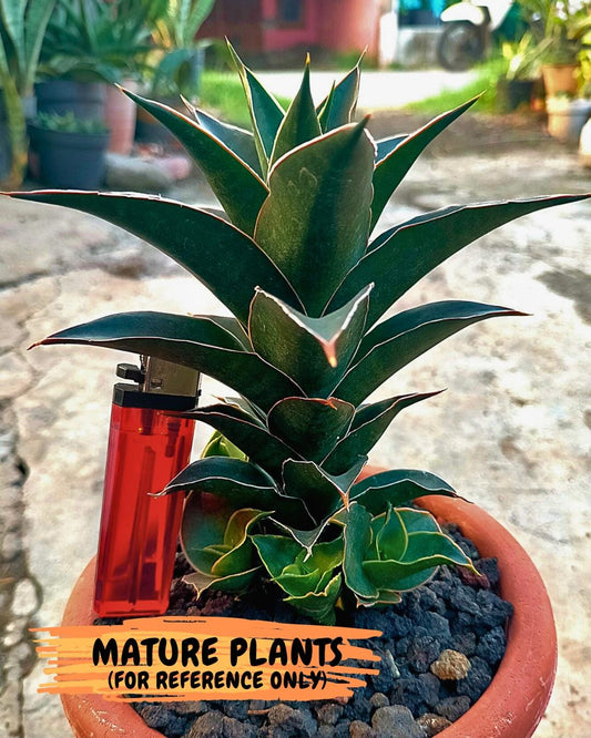 Sansevieria Sri Rama (#Ba92) (Yellow) | Imported Snake Plant