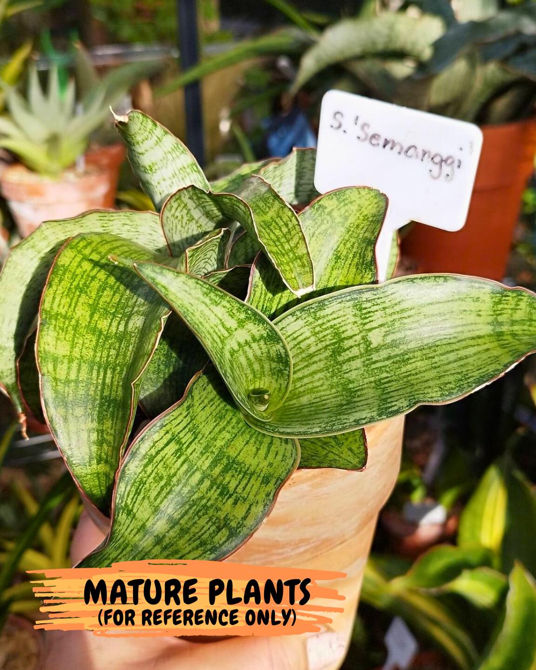 Sansevieria Semanggi (#Ba86) | Imported Hybrid Species