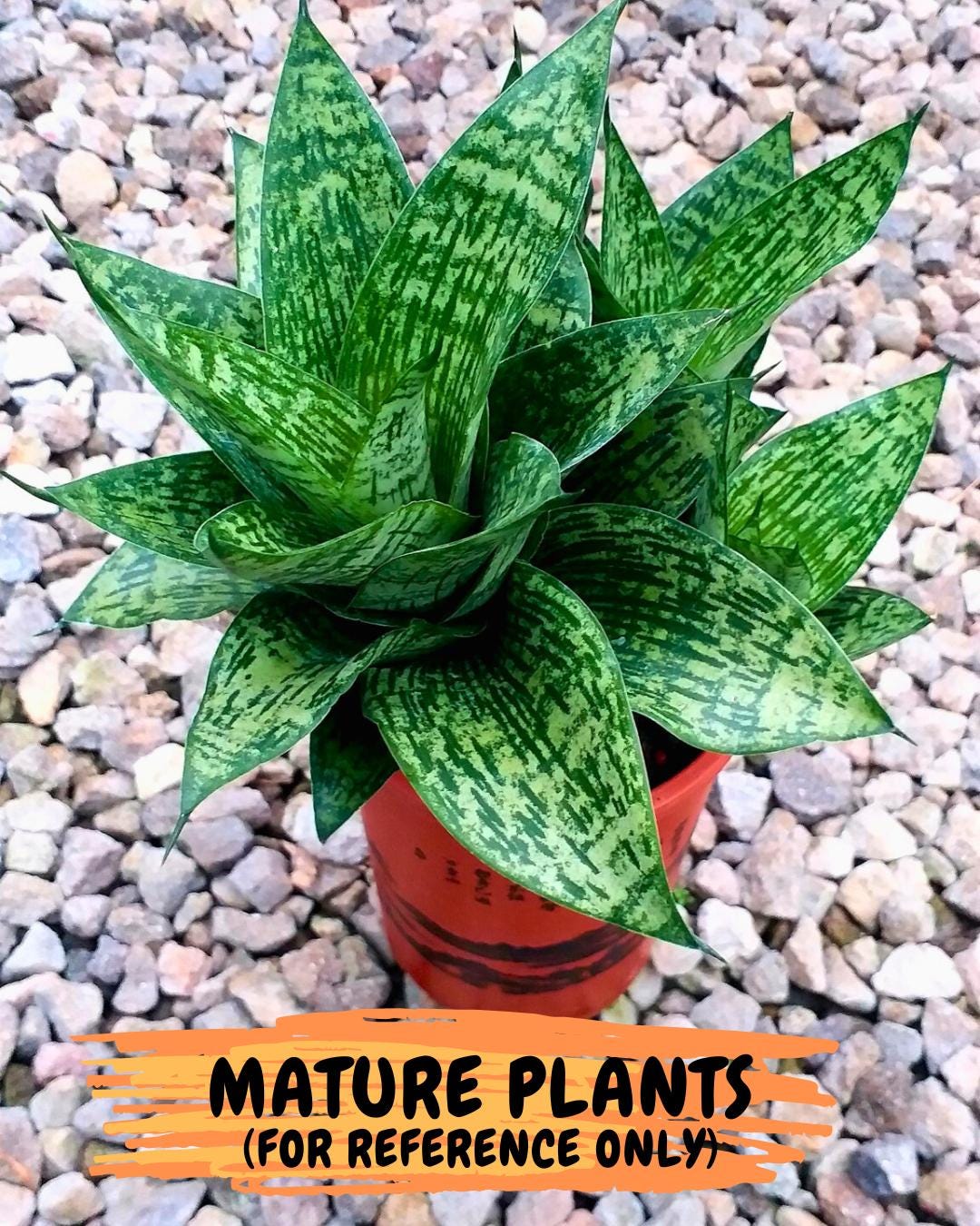 Sansevieria Kahuripan (#Ba58) | Imported Hybrid Species