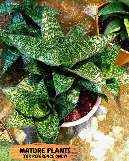 Sansevieria Kahuripan (#Ba58) | Imported Hybrid Species
