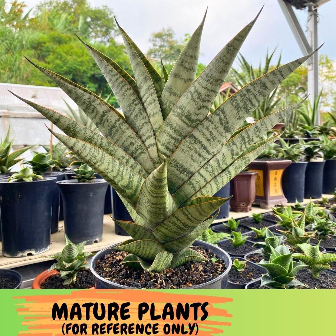 Sansevieria Gendut (#Ba55) | Imported Hybrid Species