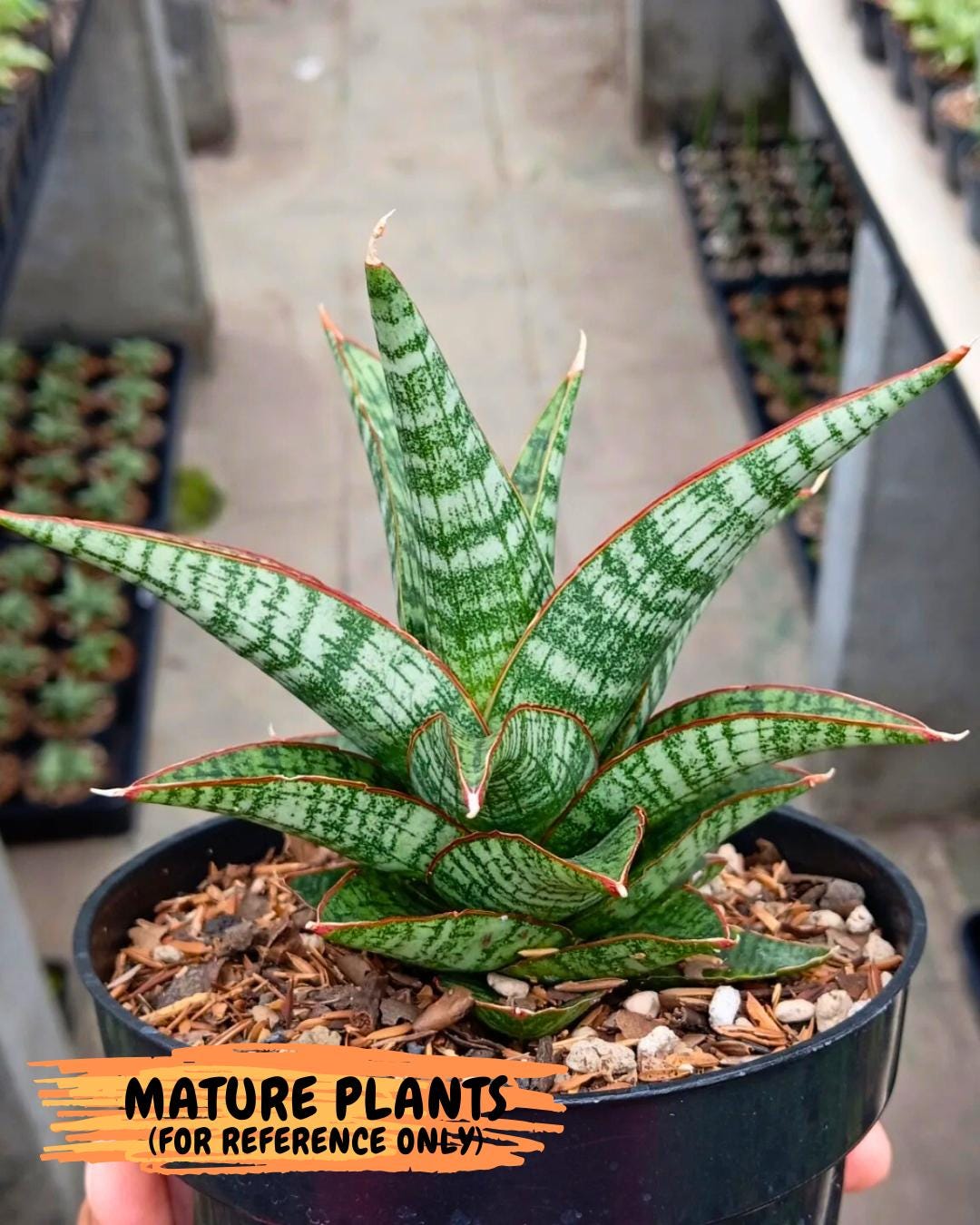 Sansevieria Samosir (ca5) (3) | Rare Import