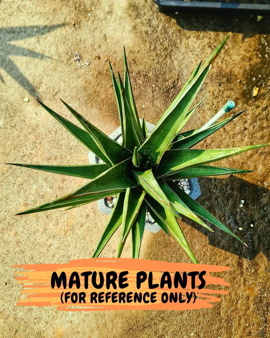 Sansevieria Luna (#Ba64) |