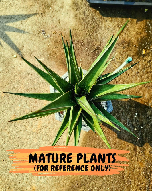 Sansevieria Luna (#Ba64) |