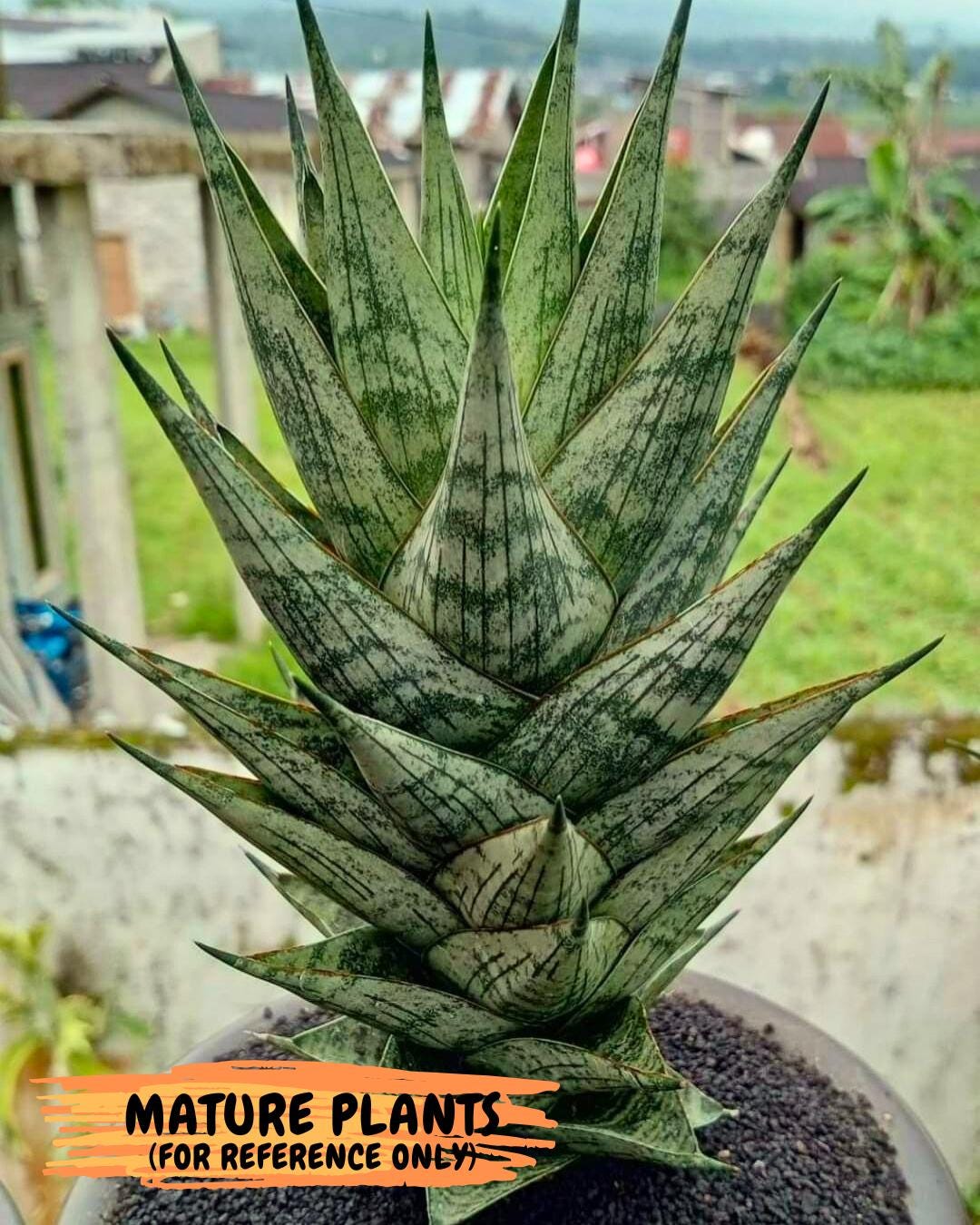 Sansevieria Zora (#Ba76) | Rare Snake Plant