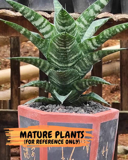 Sansevieria Kraden (#Ba62) Rare Hybrid Snake Plant