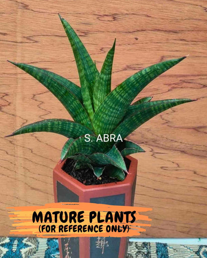 Sansevieria Abra (ba1) (16) | Rara Hybrid
