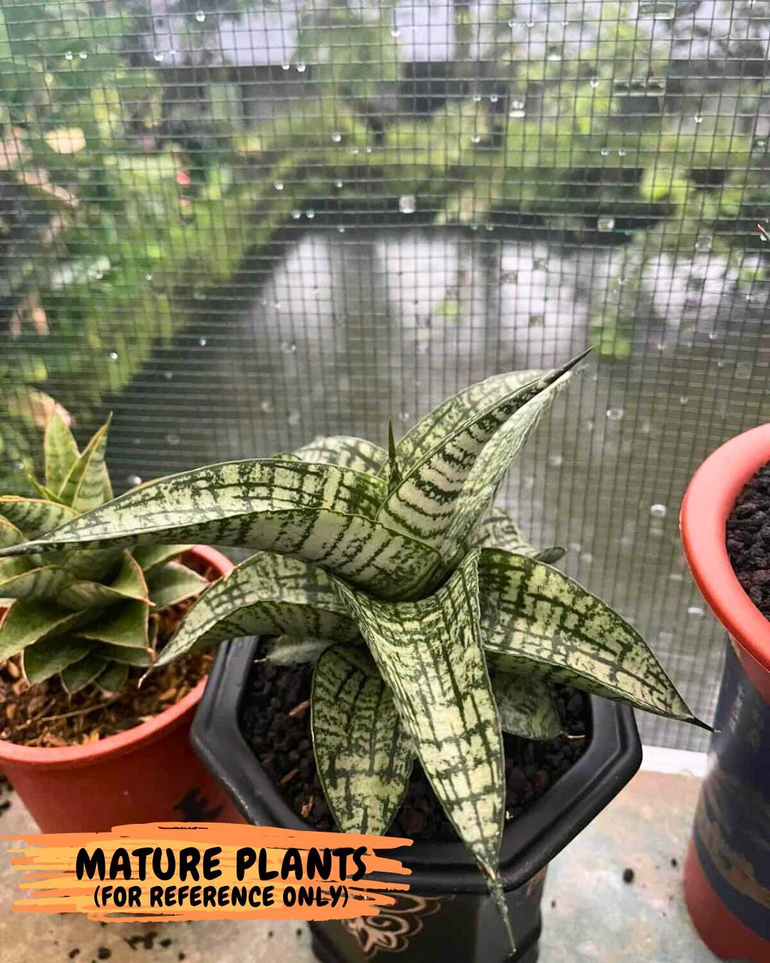 Sansevieria Sindoro x Josepin (#Ba106) | Imported Hybrid Snake plant