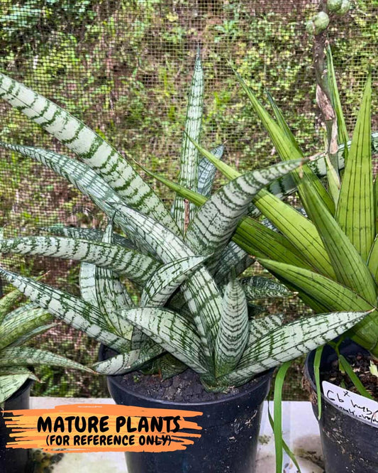 Sansevieria Sindoro x Josepin (#Ba106) | Imported Hybrid Snake plant