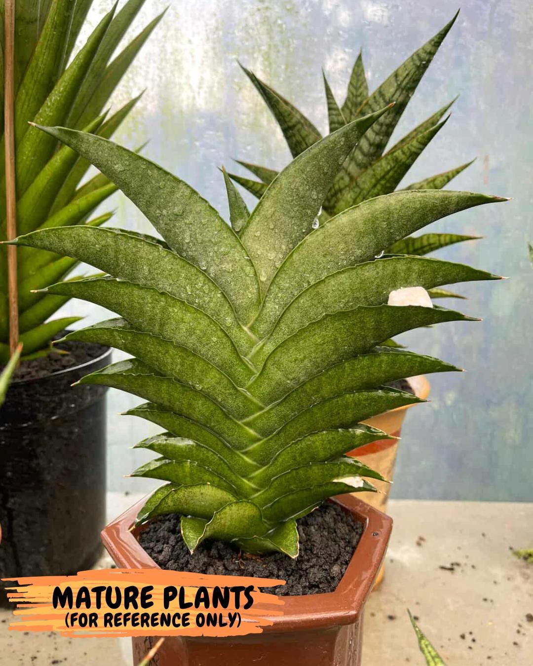 Sansevieria Larisa (#Ba96) (yellow) | Imported Hybrid Snake plant