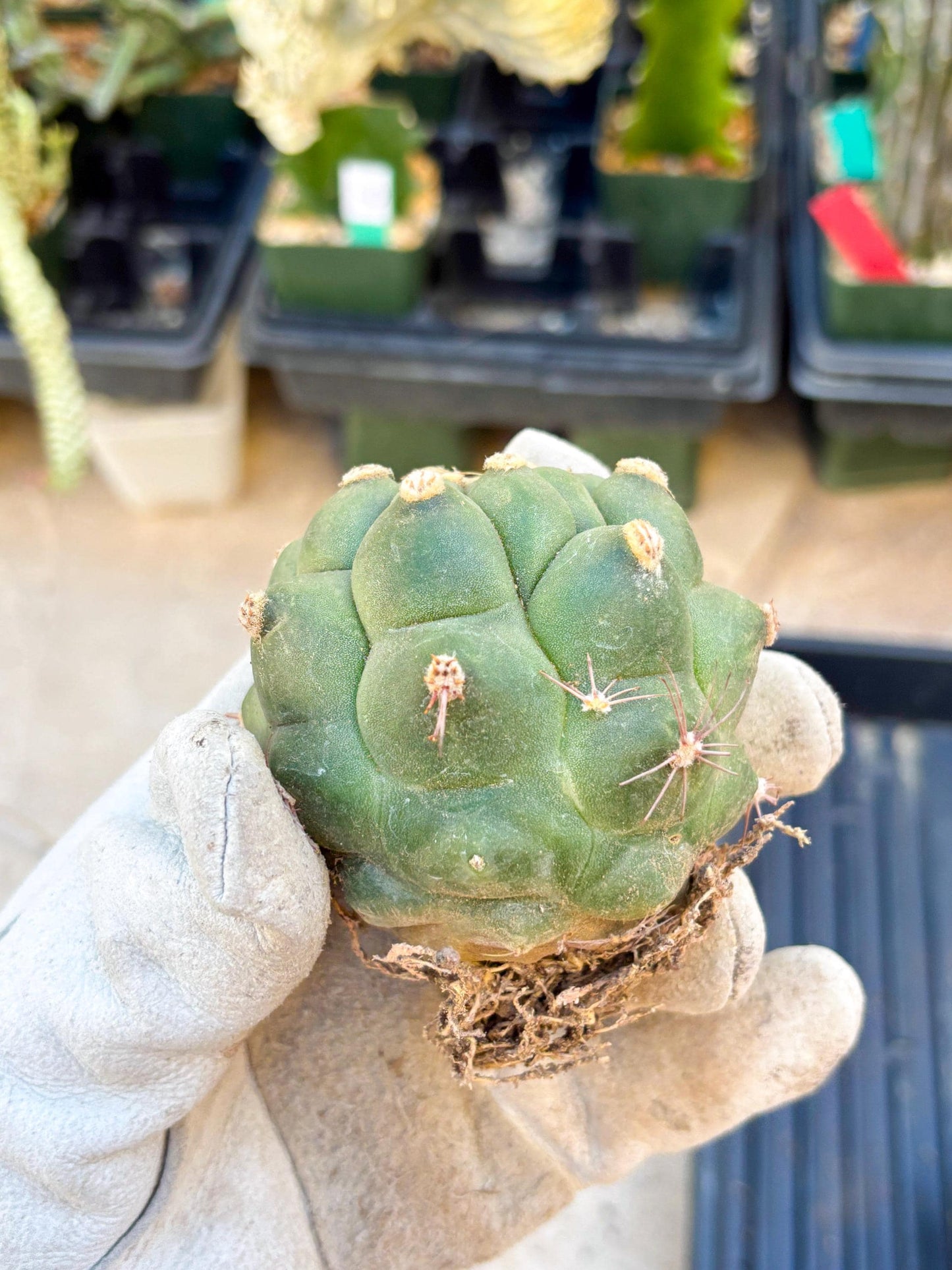 Gymnocalycium saglionis inermis (Pink) | Imported Plants