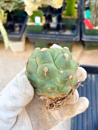 Gymnocalycium saglionis inermis (Pink) | Imported Plants