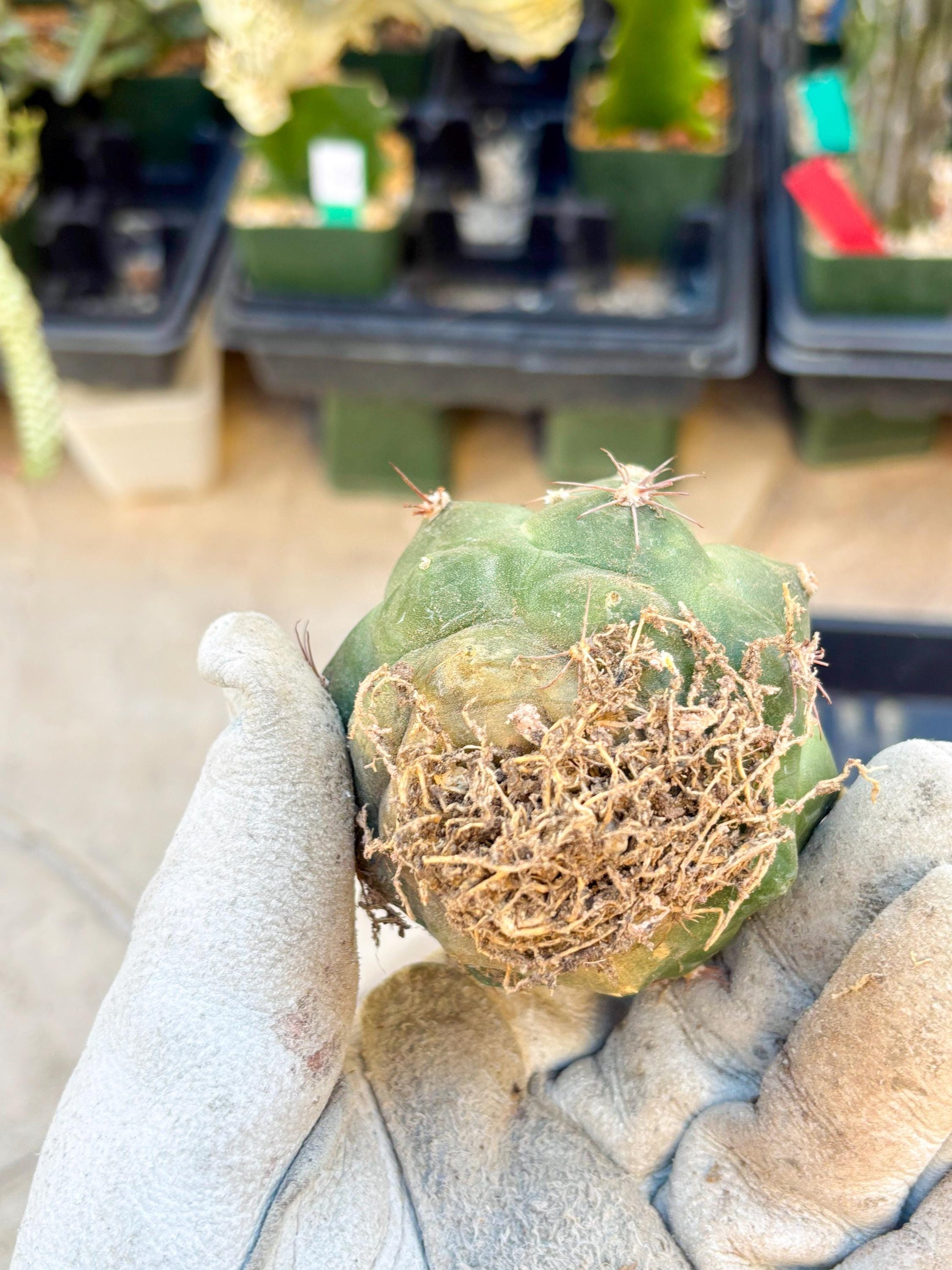 Gymnocalycium saglionis inermis (Pink) | Imported Plants