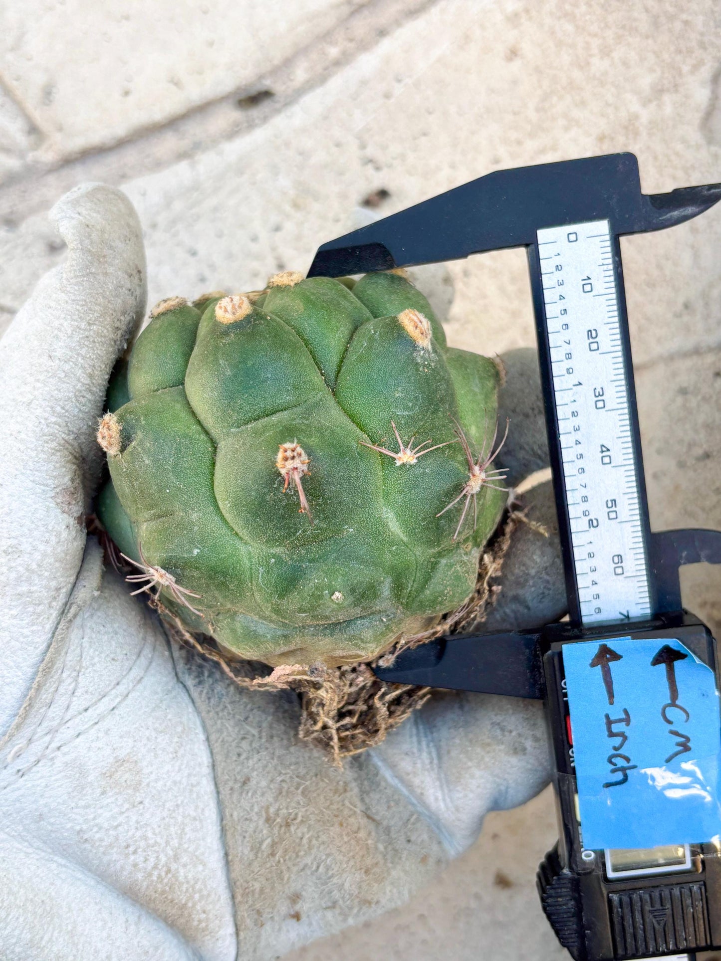 Gymnocalycium saglionis inermis (Pink) | Imported Plants