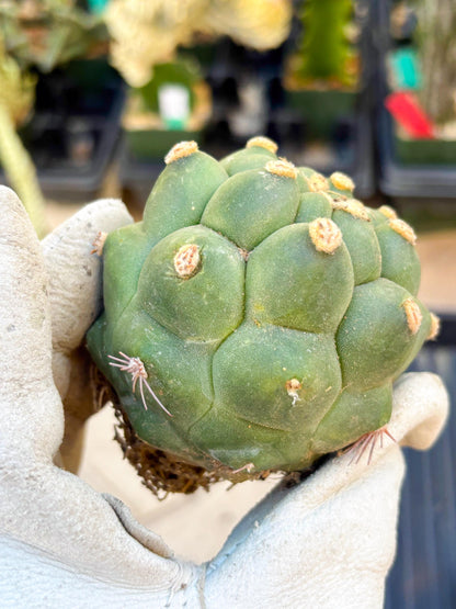 Gymnocalycium saglionis inermis (Pink) | Imported Plants