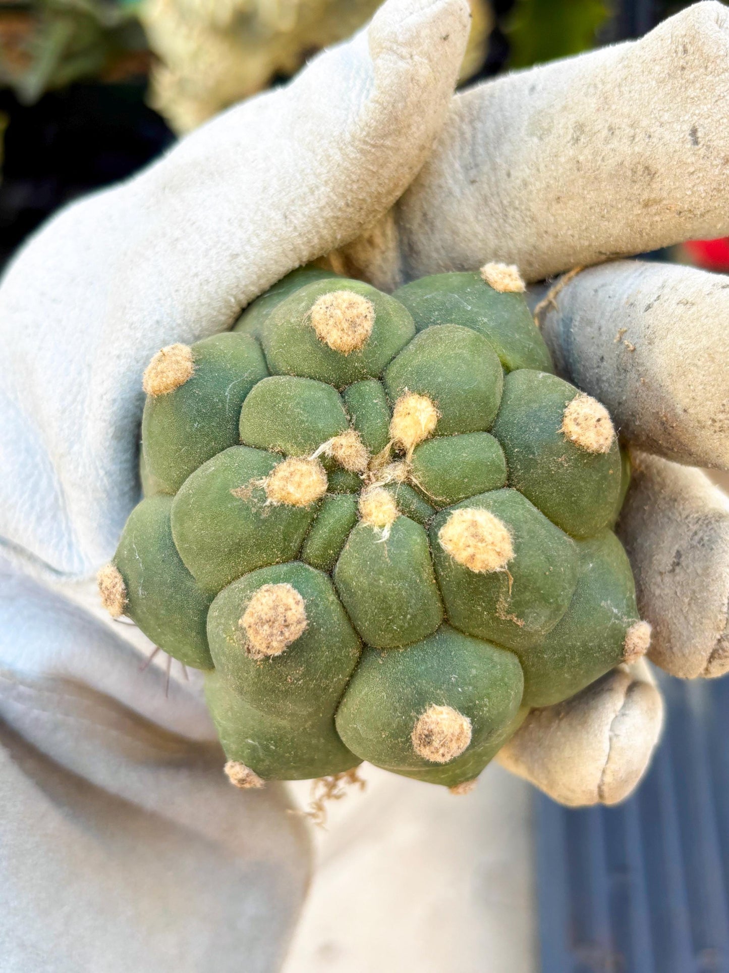 Gymnocalycium saglionis inermis (Yellow) | Imported Plants