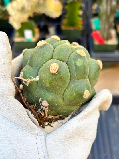 Gymnocalycium saglionis inermis (Yellow) | Imported Plants