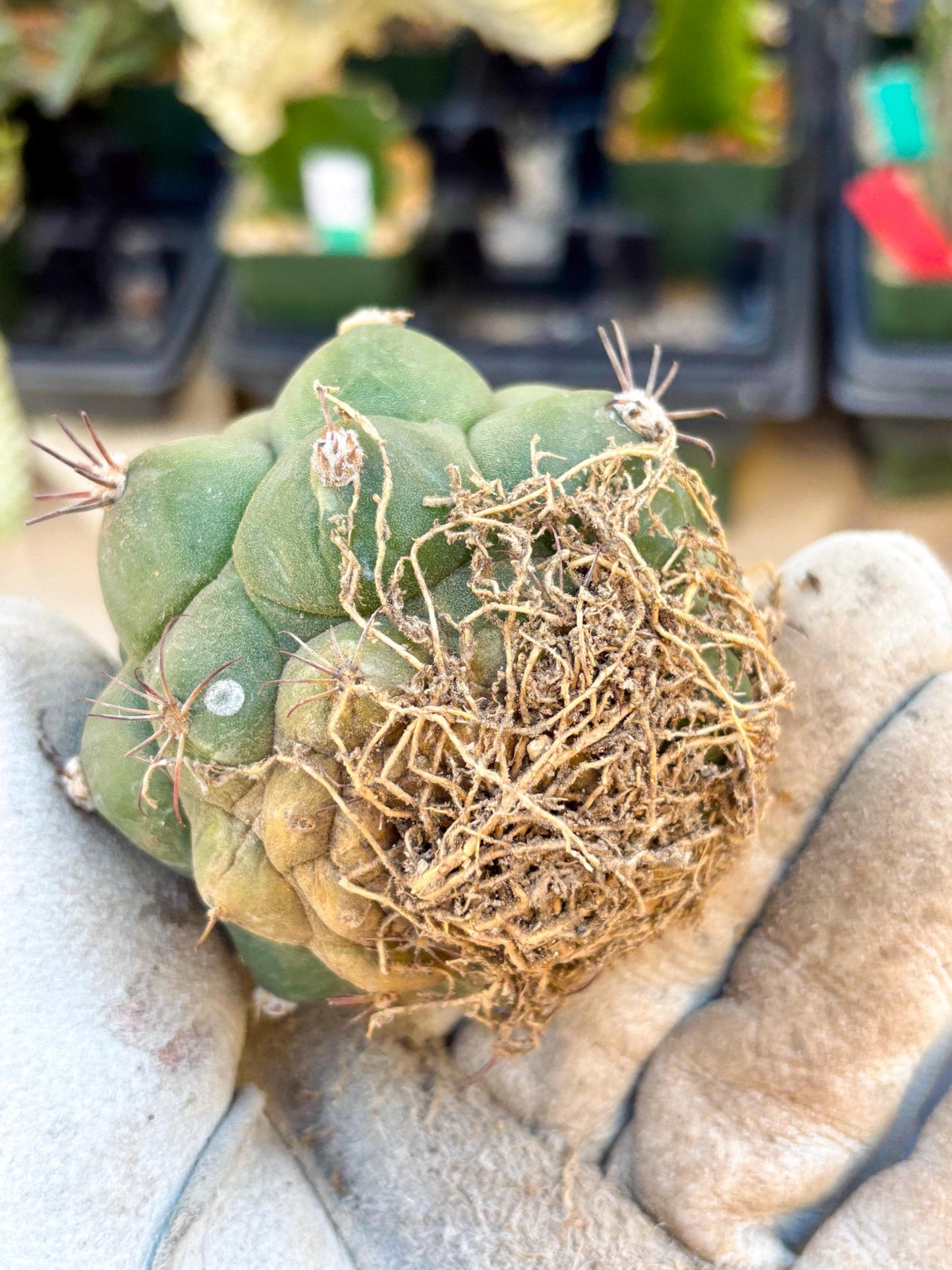 Gymnocalycium saglionis inermis (Green) | Imported Plants