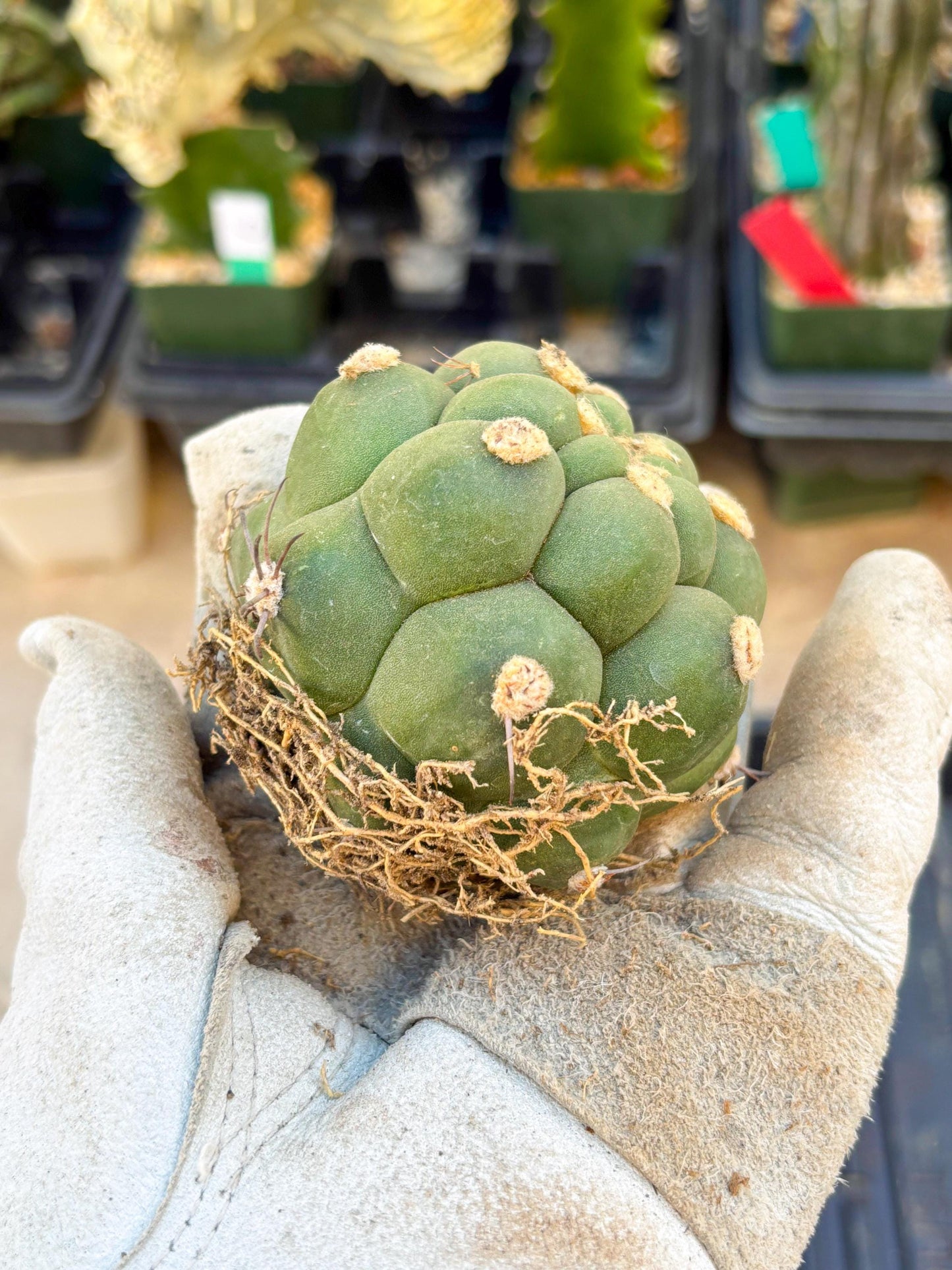 Gymnocalycium saglionis inermis (Green) | Imported Plants