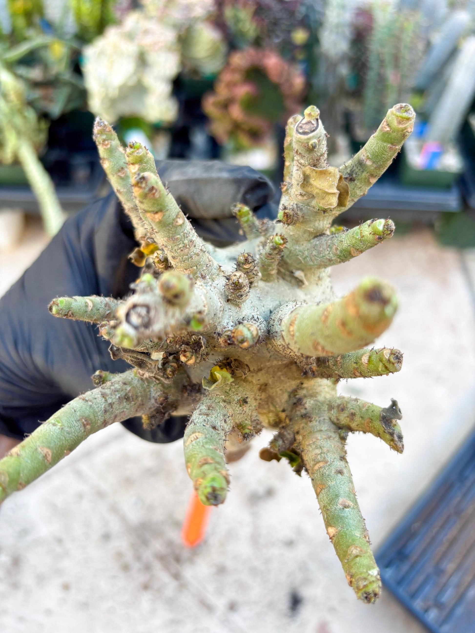 Adenium Arabicum (Orange) | Imported Desert Rose | Exotic Rare Plant