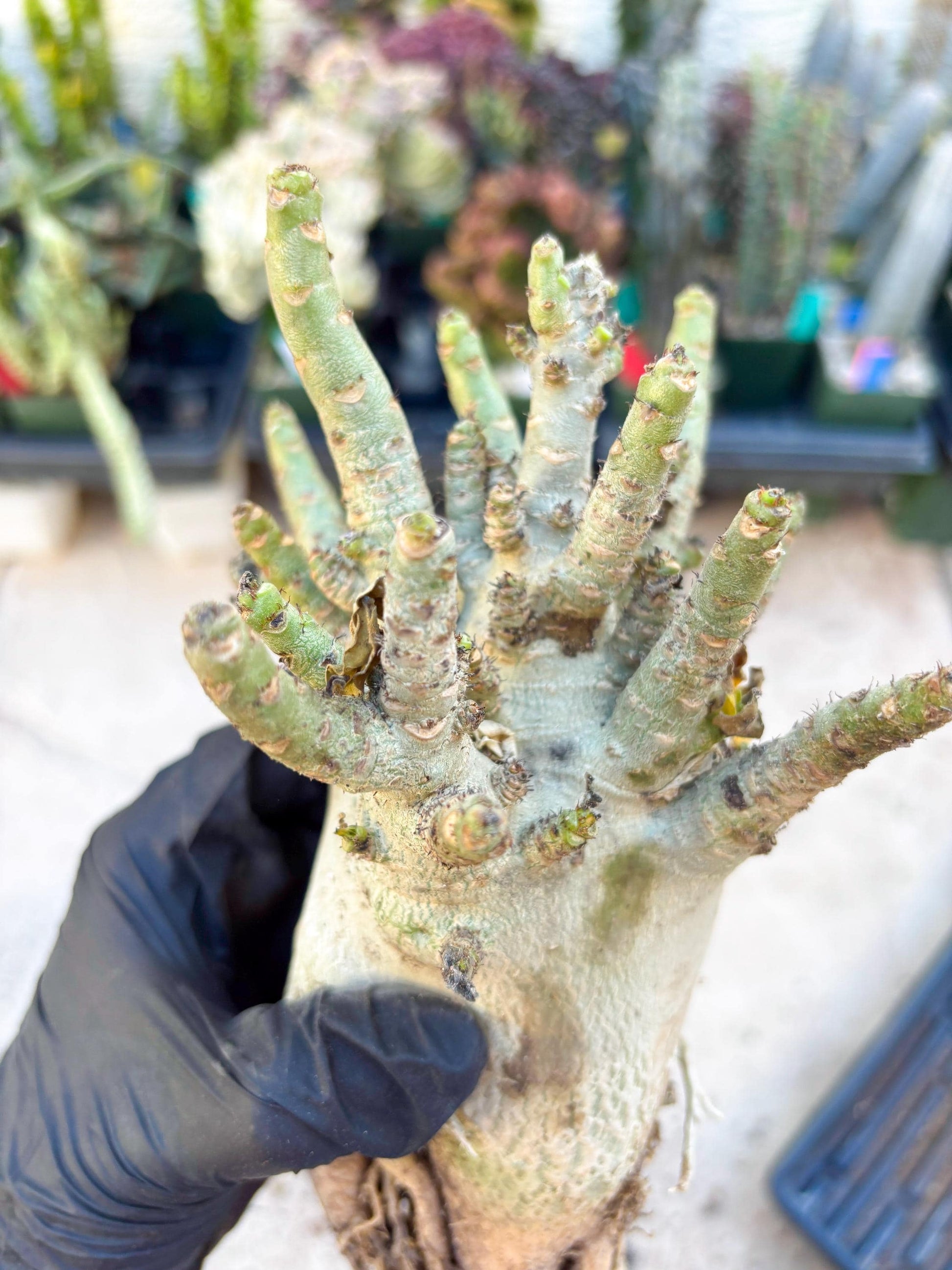 Adenium Arabicum (Orange) | Imported Desert Rose | Exotic Rare Plant