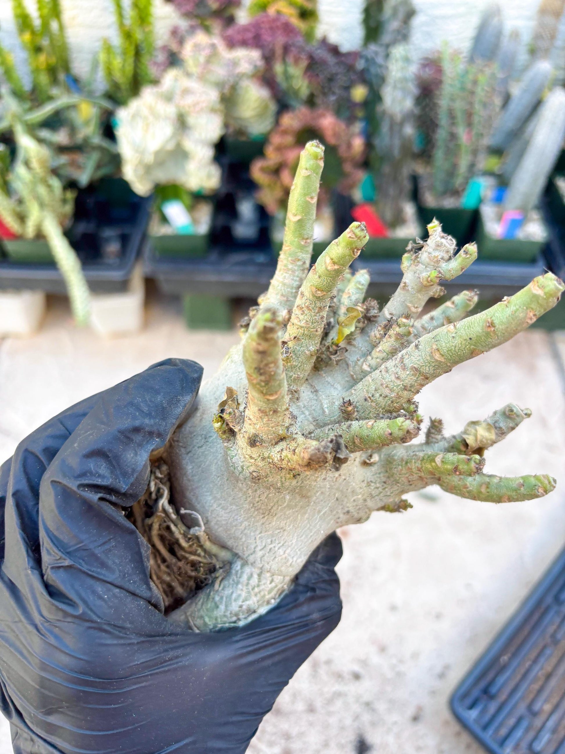 Adenium Arabicum (Orange) | Imported Desert Rose | Exotic Rare Plant