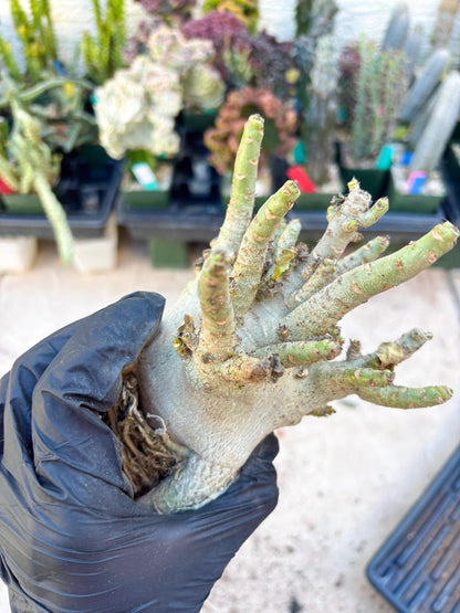 Adenium Arabicum (Orange) | Imported Desert Rose | Exotic Rare Plant