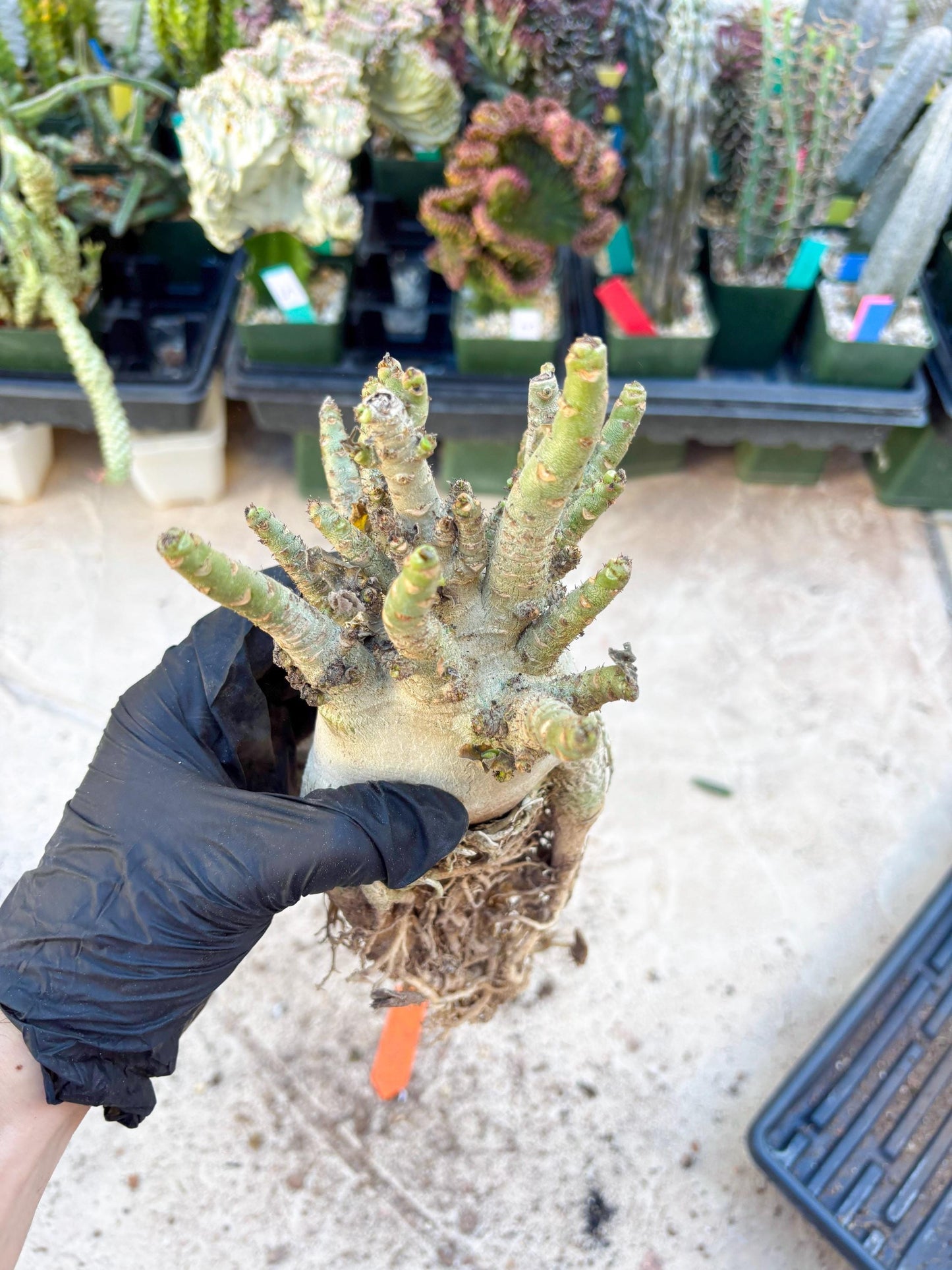 Adenium Arabicum (Orange) | Imported Desert Rose | Exotic Rare Plant