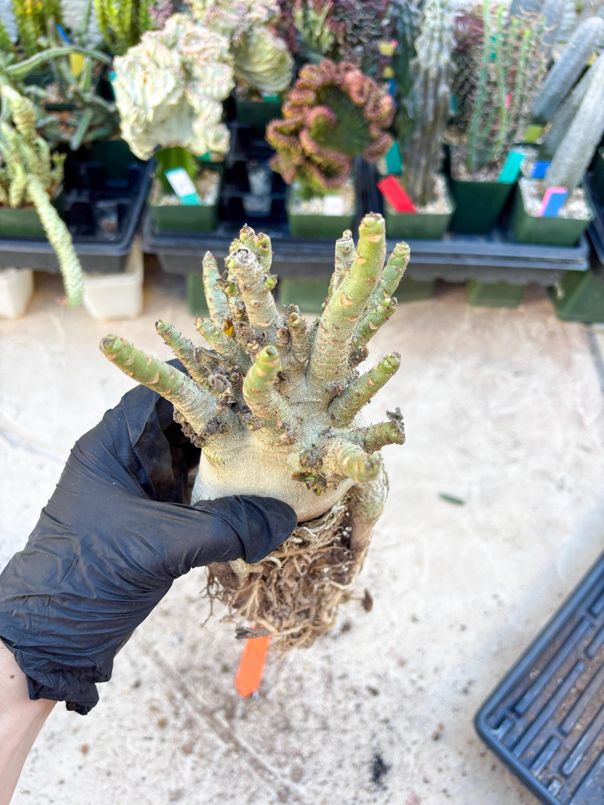 Adenium Arabicum (Orange) | Imported Desert Rose | Exotic Rare Plant