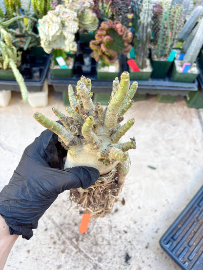 Adenium Arabicum (Orange) | Imported Desert Rose | Exotic Rare Plant