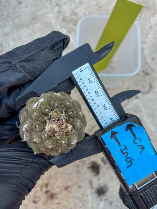 Lizard Skin Cactus (Yellow) | Fully Rooted | Rare imported Cactus