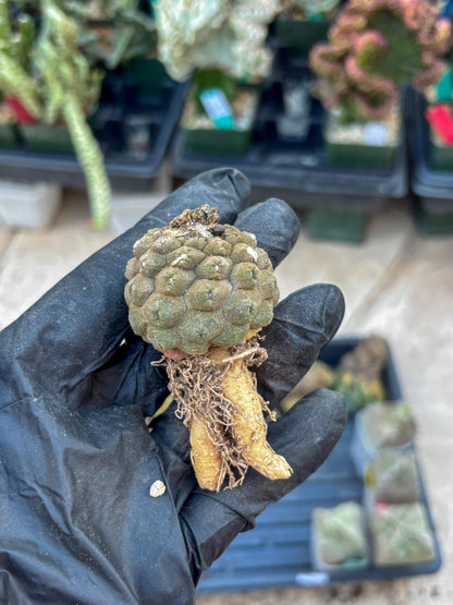 Lizard Skin Cactus (Yellow) | Fully Rooted | Rare imported Cactus