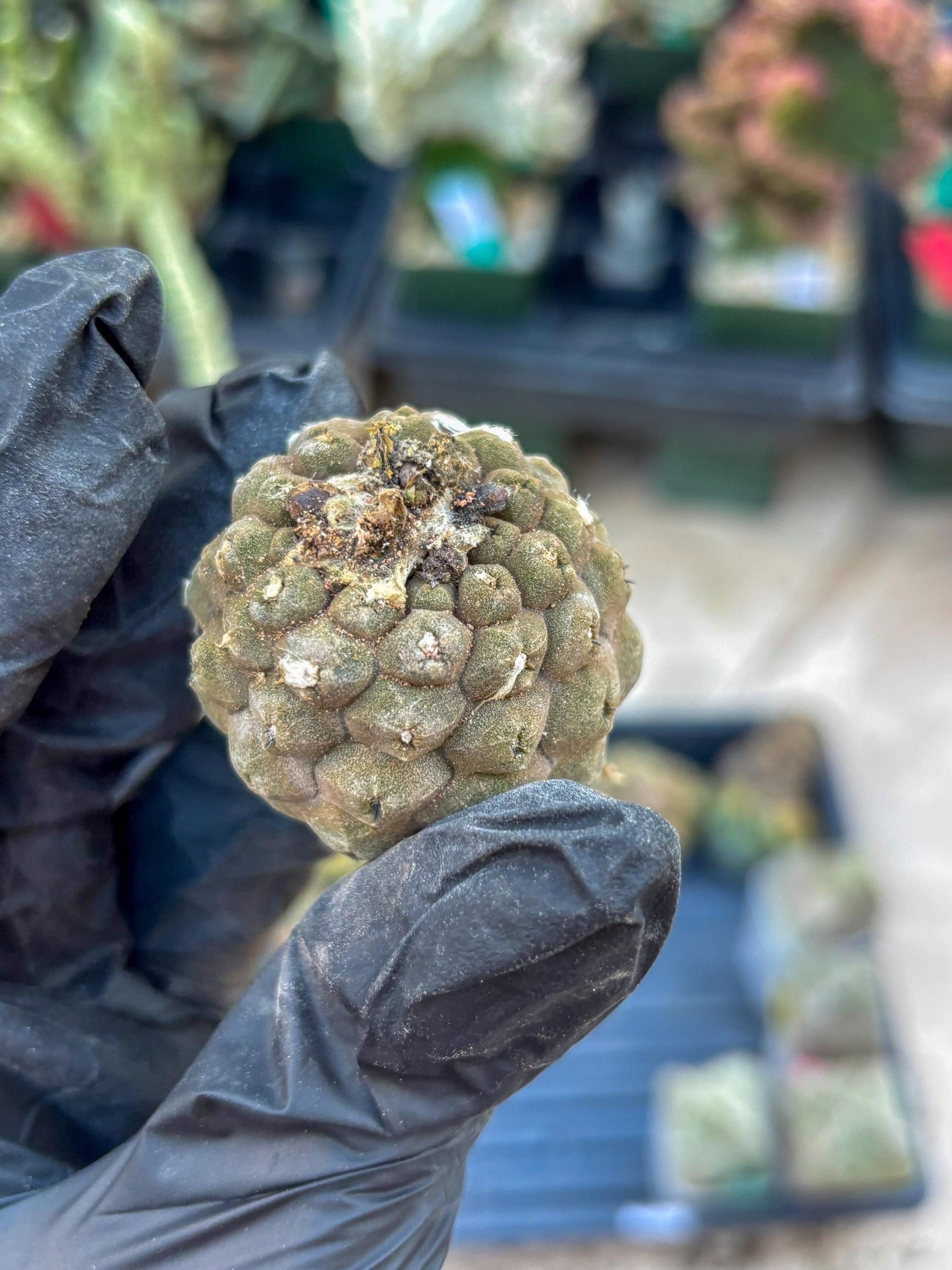 Lizard Skin Cactus (Yellow) | Fully Rooted | Rare imported Cactus