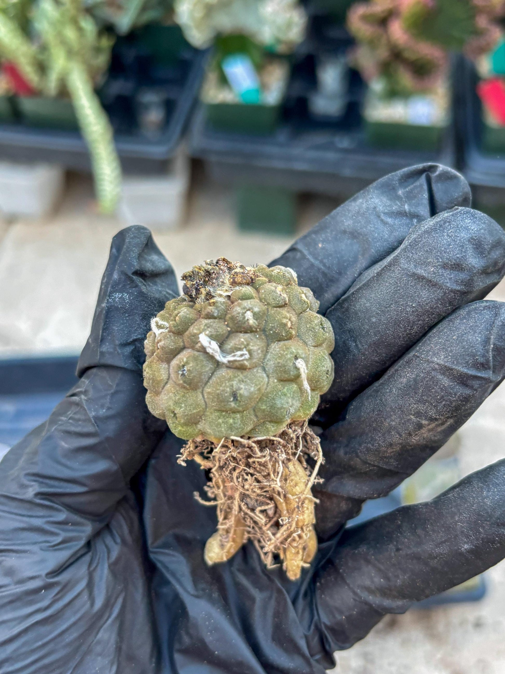 Lizard Skin Cactus (Yellow) | Fully Rooted | Rare imported Cactus