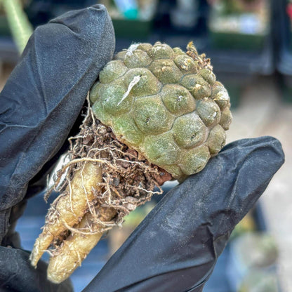 Lizard Skin Cactus (Yellow) | Fully Rooted | Rare imported Cactus