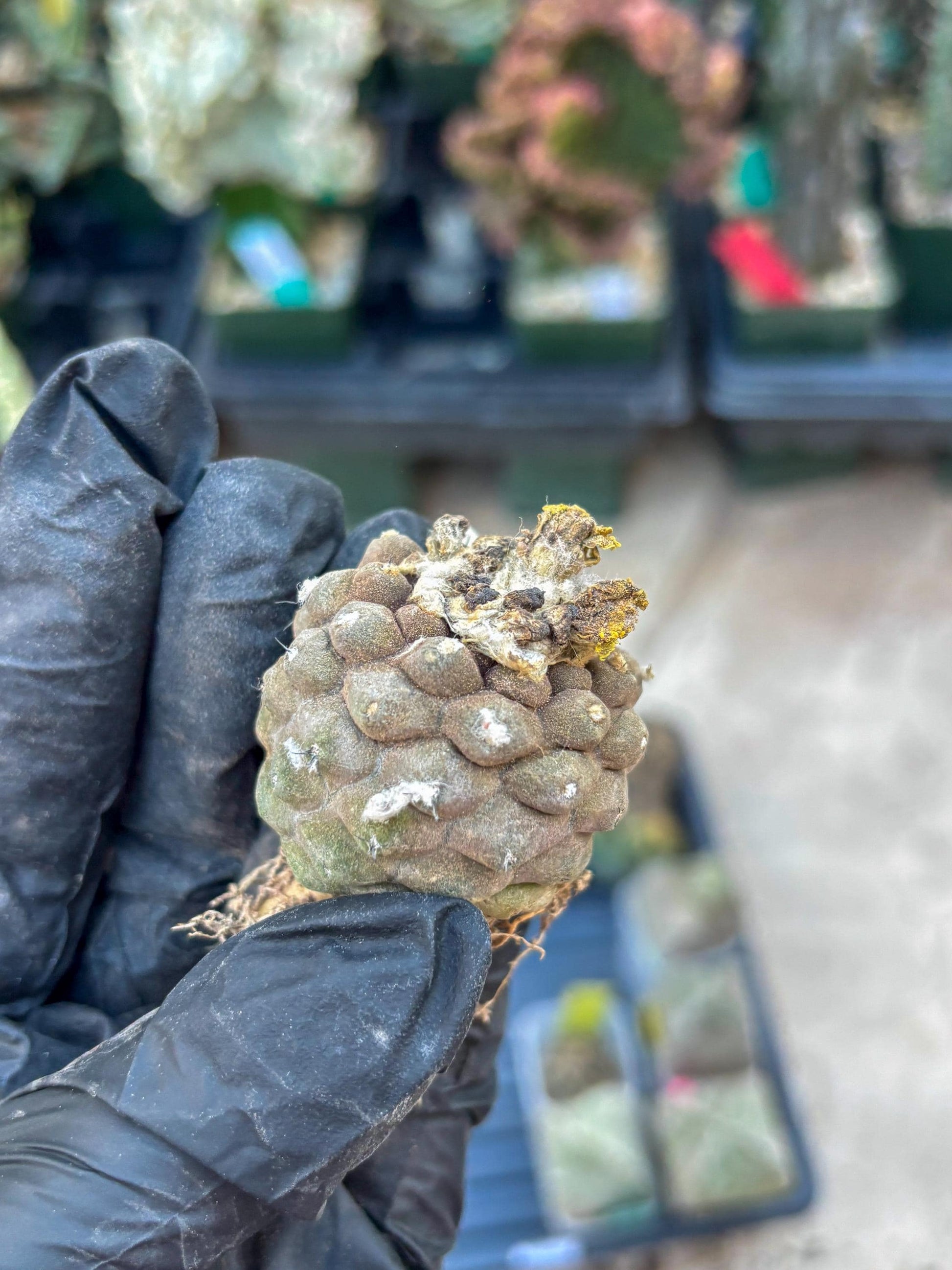 Lizard Skin Cactus (P) | Fully Rooted | Rare imported Cactus