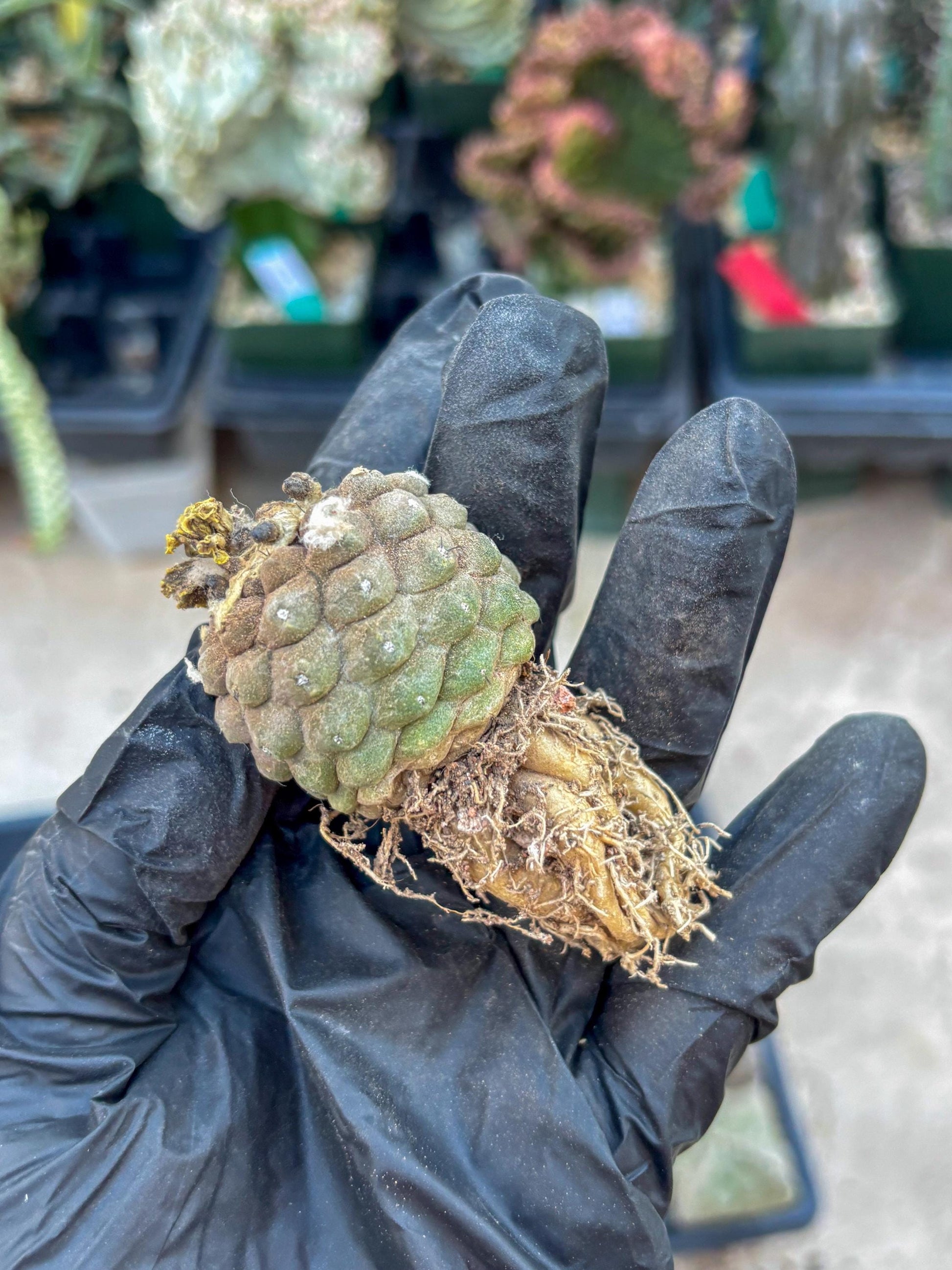 Lizard Skin Cactus (P) | Fully Rooted | Rare imported Cactus