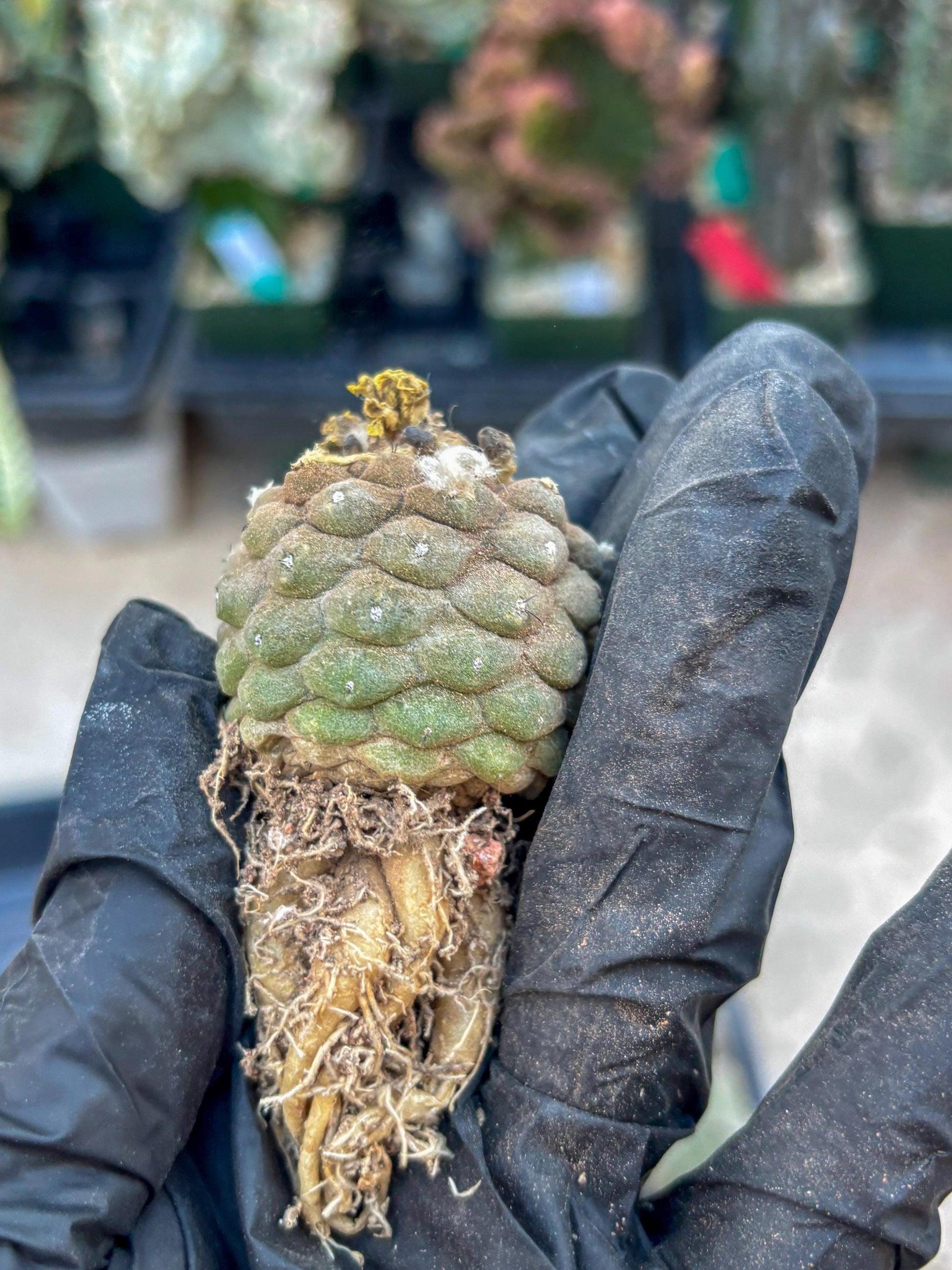 Lizard Skin Cactus (P) | Fully Rooted | Rare imported Cactus