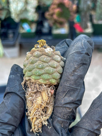 Lizard Skin Cactus (P) | Fully Rooted | Rare imported Cactus