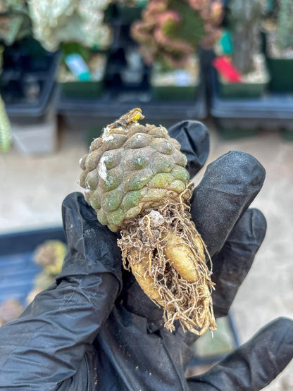 Lizard Skin Cactus (P) | Fully Rooted | Rare imported Cactus