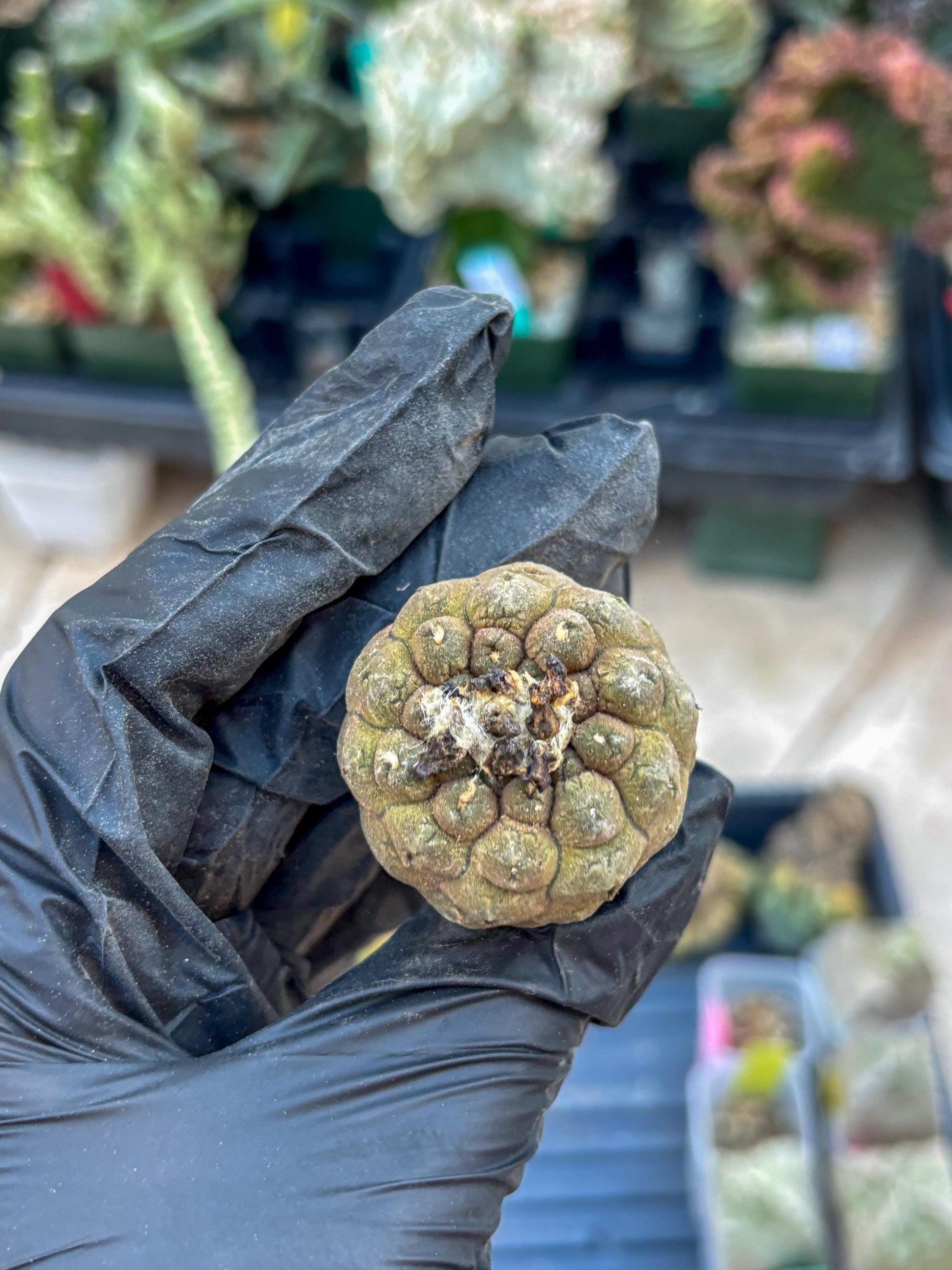 Lizard Skin Cactus (O) | Fully Rooted | Rare imported Cactus