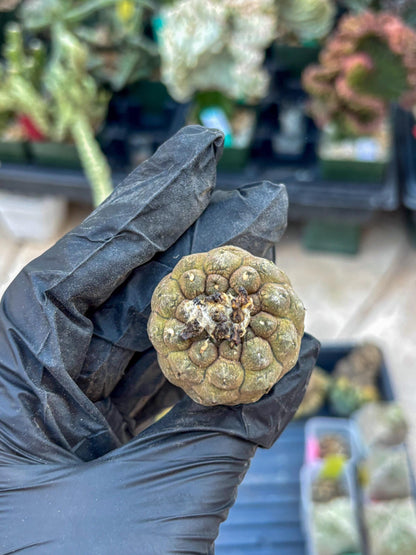 Lizard Skin Cactus (O) | Fully Rooted | Rare imported Cactus