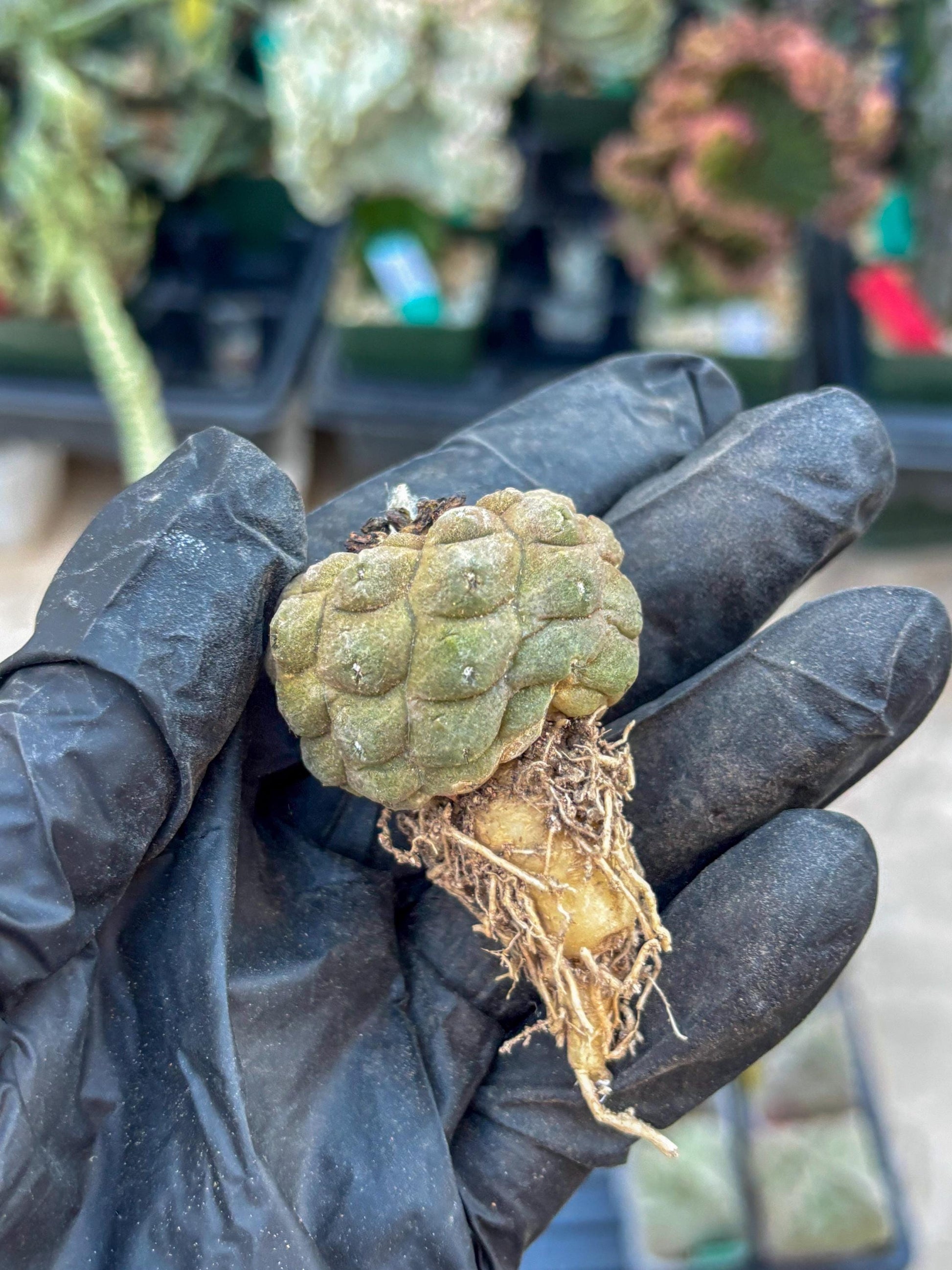Lizard Skin Cactus (O) | Fully Rooted | Rare imported Cactus
