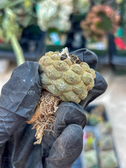 Lizard Skin Cactus (O) | Fully Rooted | Rare imported Cactus