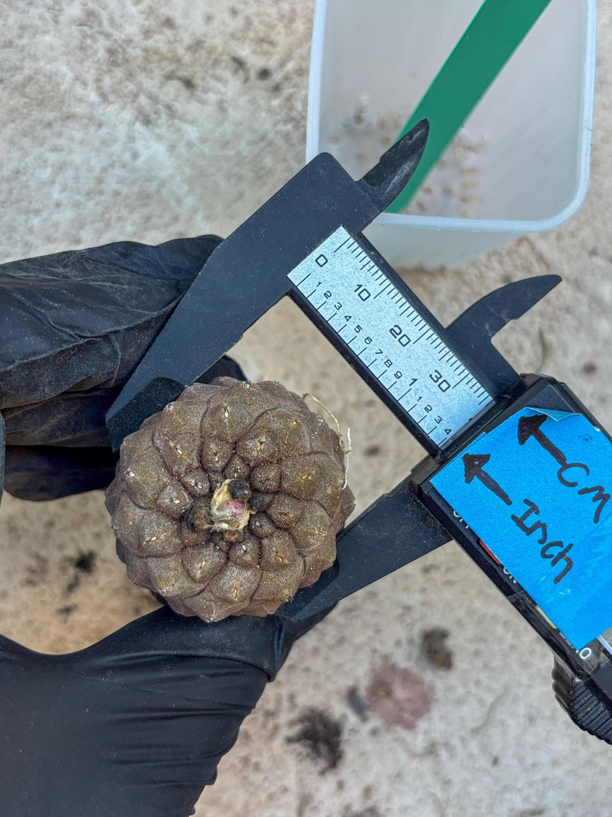 Lizard Skin Cactus (G) | Fully Rooted | Rare imported Cactus