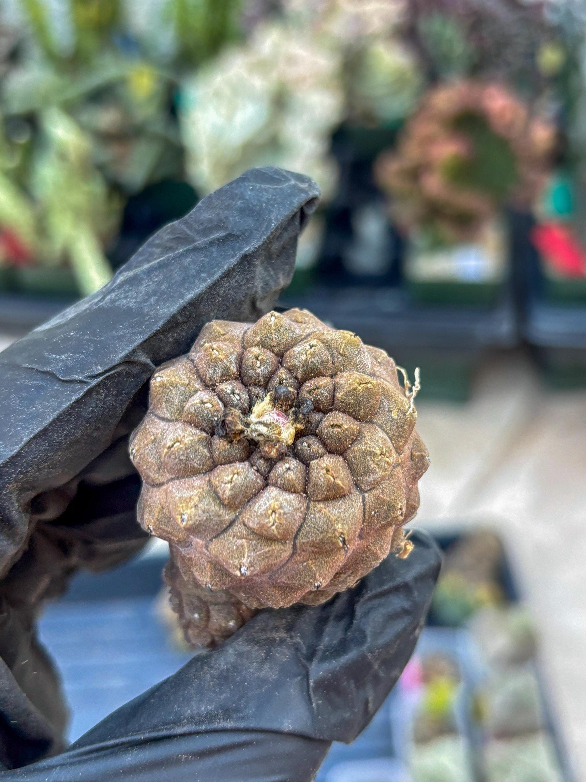 Lizard Skin Cactus (G) | Fully Rooted | Rare imported Cactus