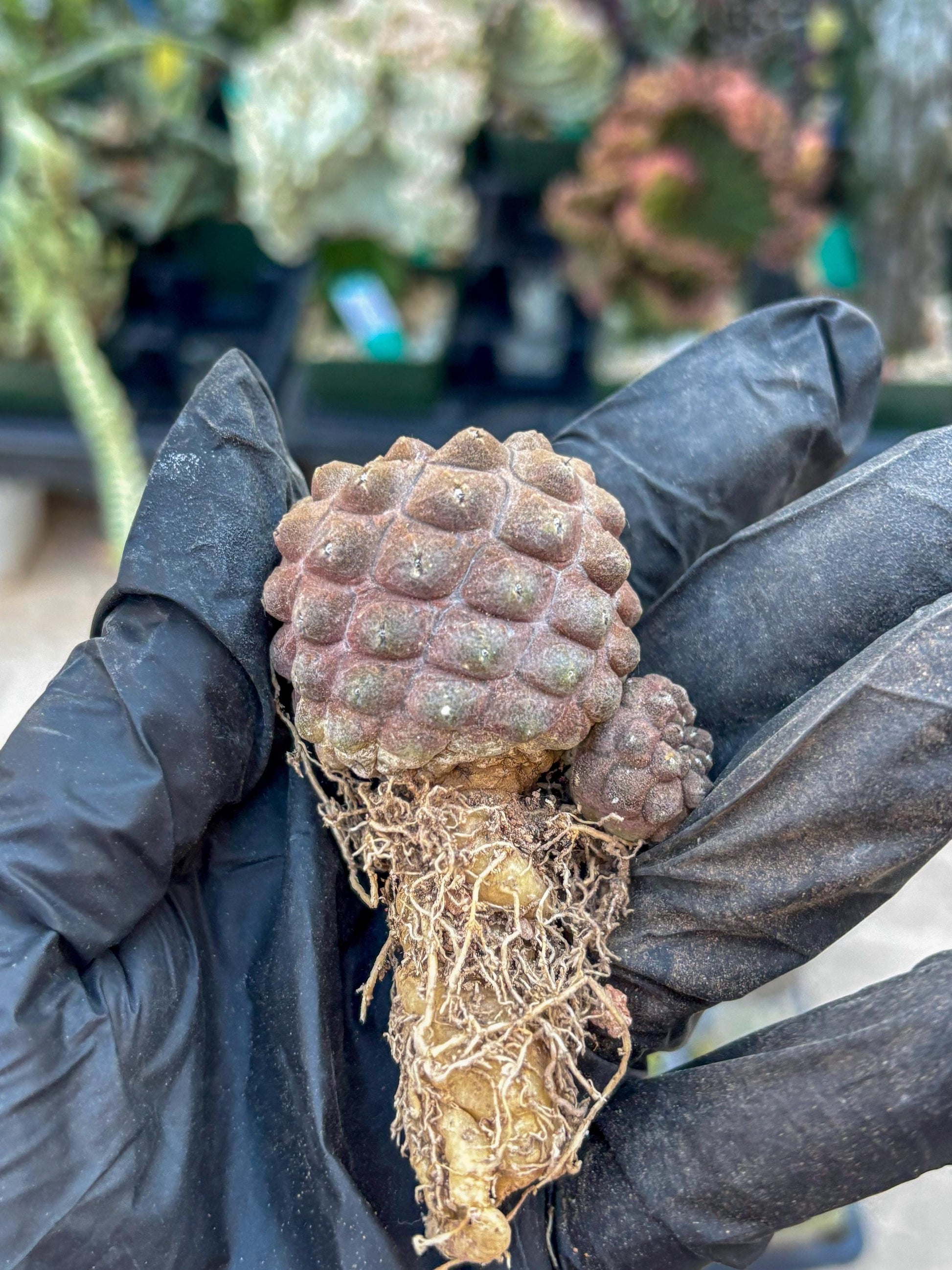 Lizard Skin Cactus (G) | Fully Rooted | Rare imported Cactus